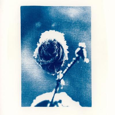 2023 12 31 derniere session de cyanotypes 162958 4 4web