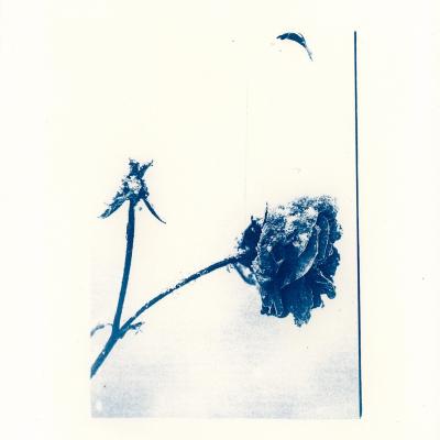 2023 12 31 derniere session de cyanotypes 162958 5 4web
