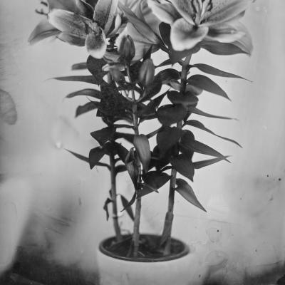 Ambrotypes